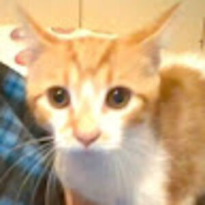 thatweebypotato avatar