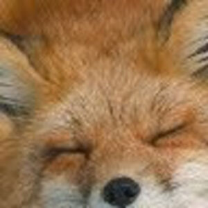 108siddhawulu avatar