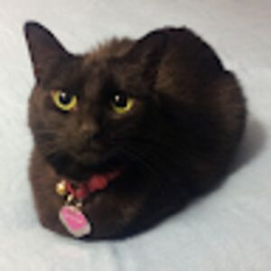 susanschaefer avatar