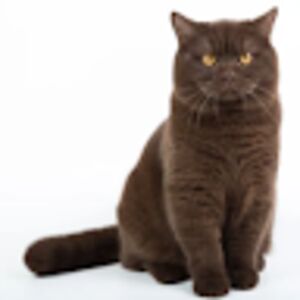 fluffytootsieroll avatar