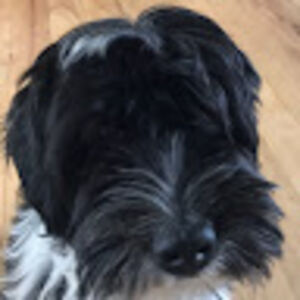 williamtaunton avatar