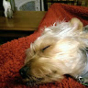 rebeccaa_corvello avatar