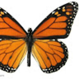 carolinecaroline avatar