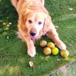 kevinfrench50 avatar