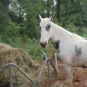 pricesteve259 avatar