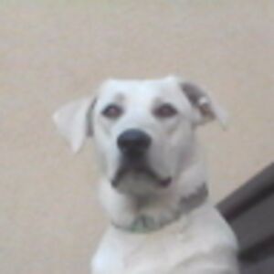 kaitlynwardle avatar