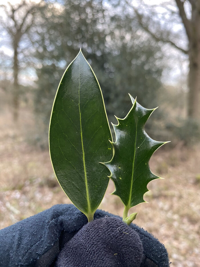 Si el acebo (Ilex Aquifolium) descubre que sus hojas son mordisqueadas por los ciervos, activa sus genes para que vuelvan a ser puntiagudas cuando crezcan
