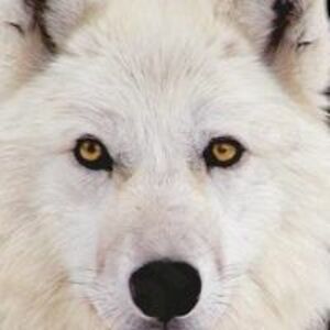 bouchard_denis69 avatar