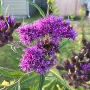 royalpurplequeen avatar