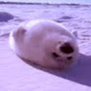 patrickbindler avatar