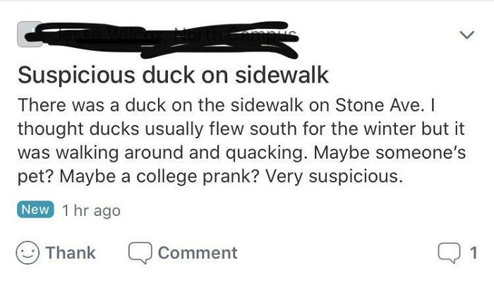Suspicious Duck