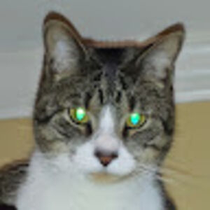 carolannkington avatar