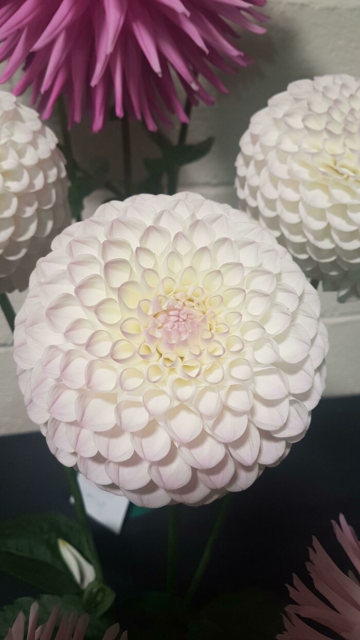 Esta dalia que cultivó mi padre y que ganó el primer puesto en un concurso