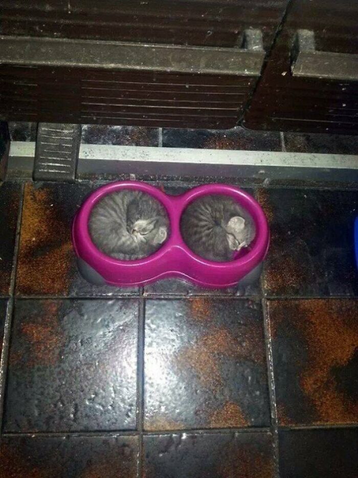 Estos gatitos durmiendo