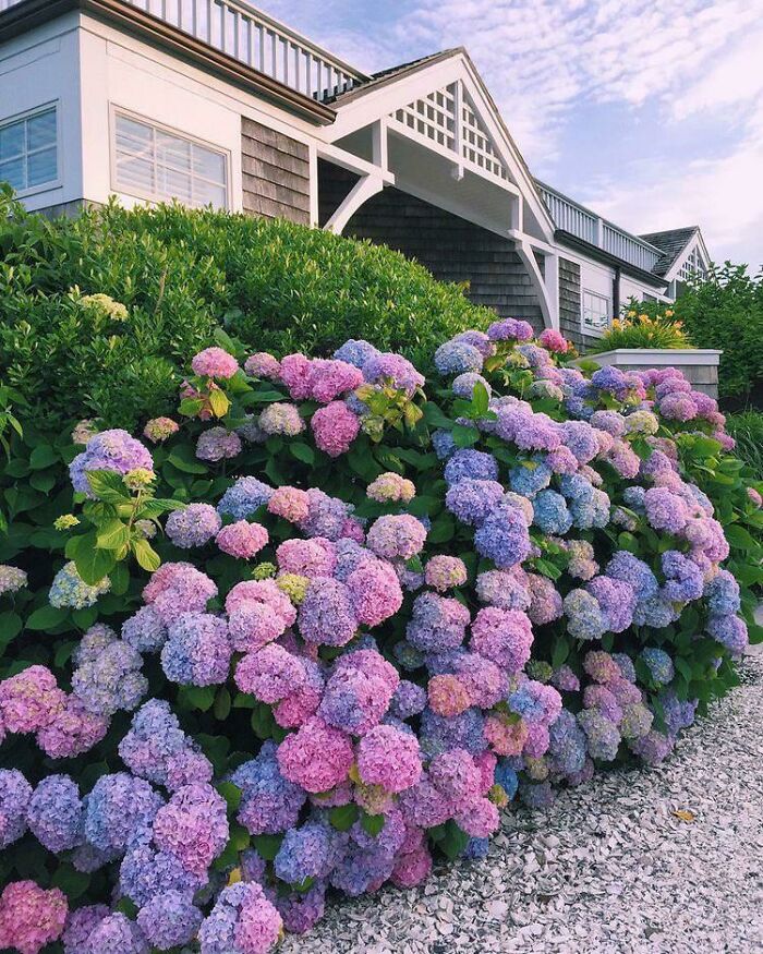 This Hydrangea Bush