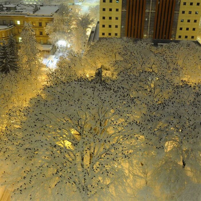 Esta foto muestra cientos de cuervos posados sobre árboles cubiertos de nieve iluminados por las luces de la calle