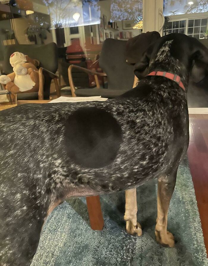 GF’s Aunt’s Dog Has A Perfect Circle In His Fur