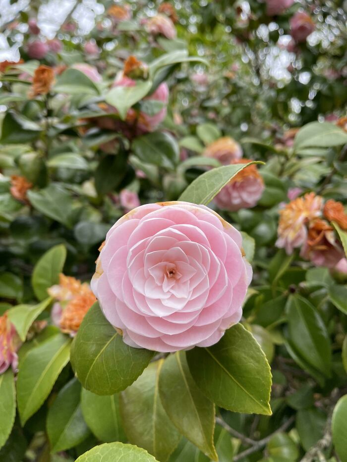 Saw This Flower On My Run This Morning! Had To Share