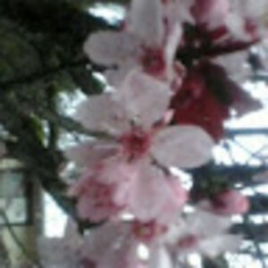 traceymunkres avatar