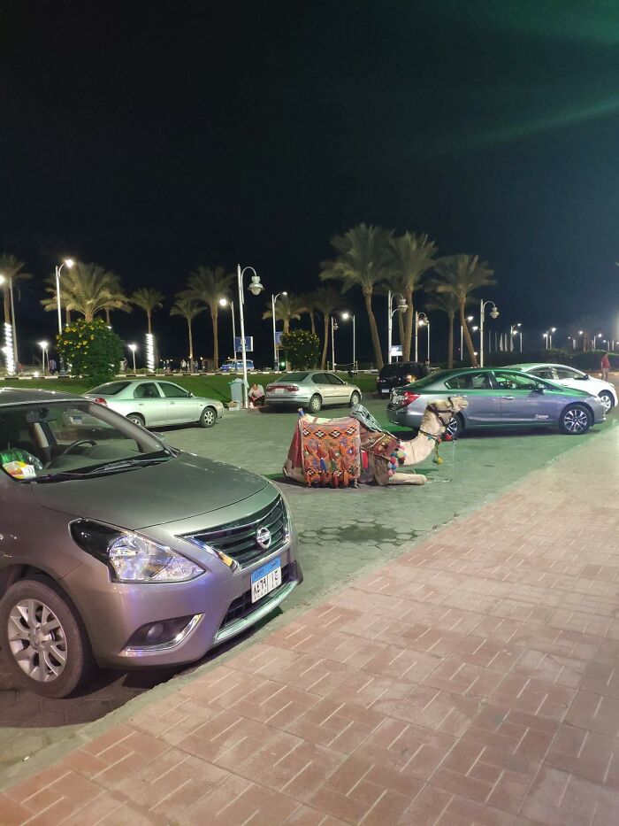 Just A Normal Day In Egypt