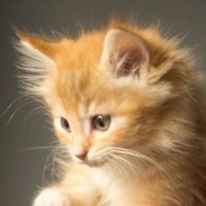 thelanguageexpress avatar