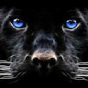 negropanteraguy avatar