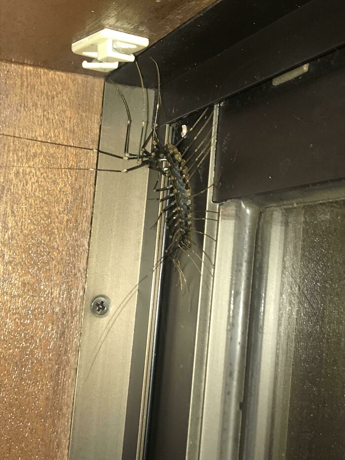 Encontré esto en mi apartamento mientras vivía en Japón. ¡Son rápidos!