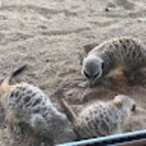 carlacochrane avatar