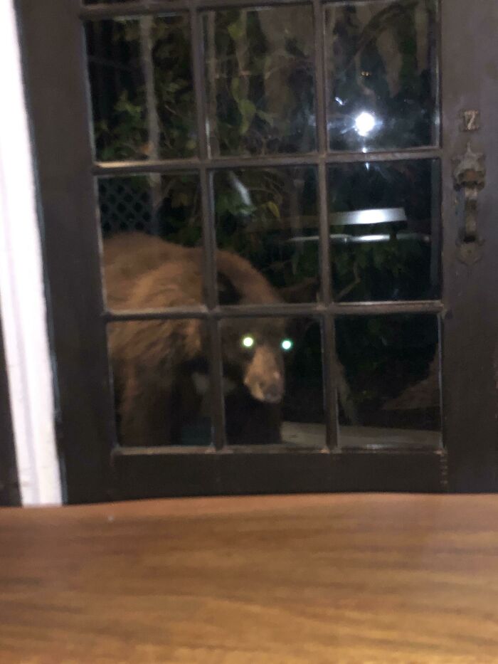 Estaba jugando a los videojuegos cuando escuché un sonido a mi izquierda. Miré y vi esto