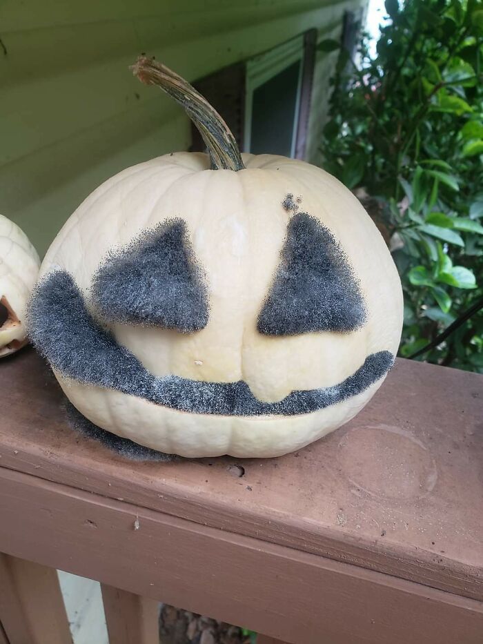 Esta calabaza de Jack O Lantern con moho creciendo desde dentro