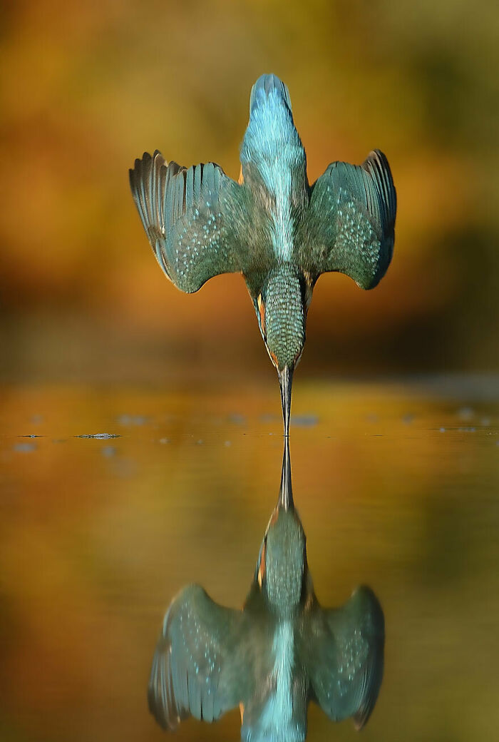 6 Years, 720,000 Attempts, Alan Mcfadyen's Perfect Kingfisher Dive Photo