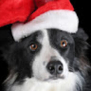 simonlengqvist4btrangsundsskolan avatar