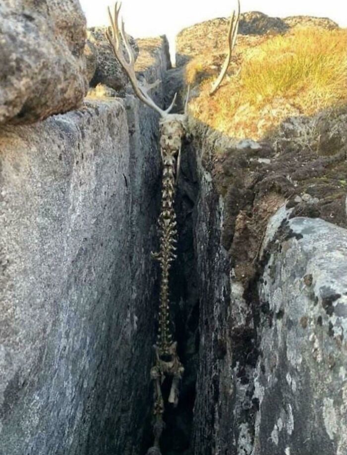 Los restos de este caribú en Groenlandia