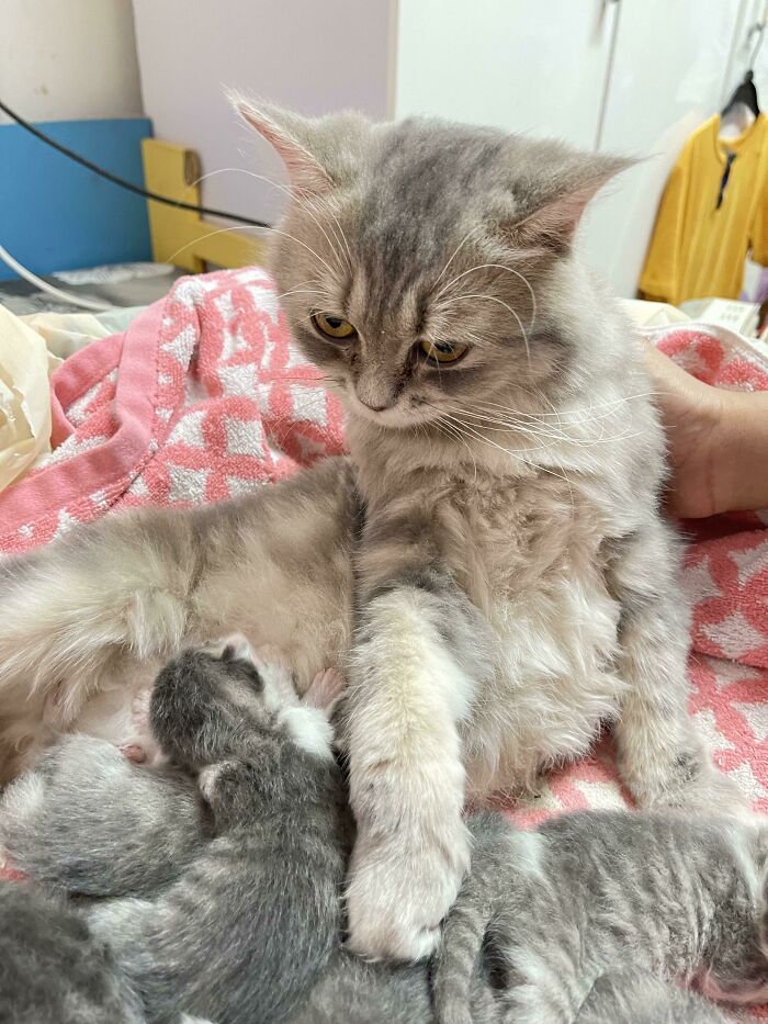 She’s Done With Motherhood Already