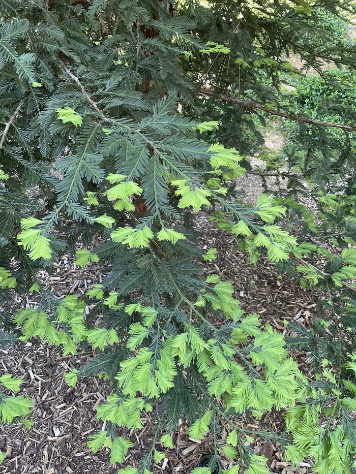 This New Growth On This Pine Tree
