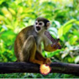 aserahmedrabeeibrahimowdakh2019 avatar