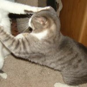 egonzalez1911 avatar