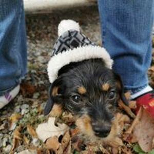 catrina_bomberry avatar