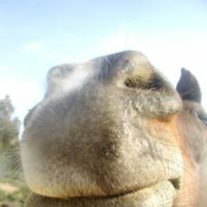 villageburner avatar