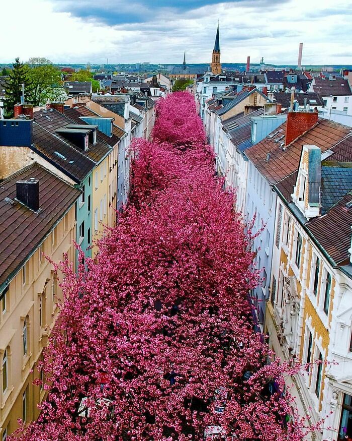 There Is A Street Dedicated To Cherry Blossoms In Bonn Germany