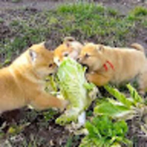 benjamindellario avatar