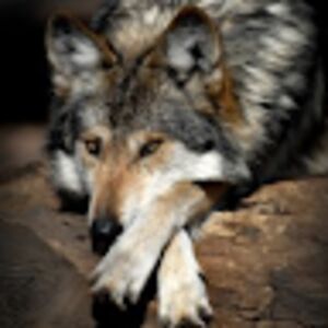 anneliesstokman avatar