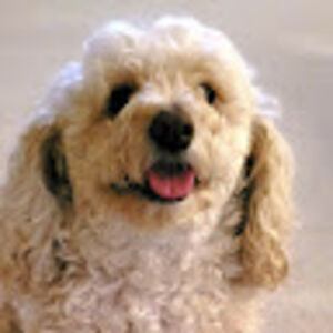 shannonpingston avatar