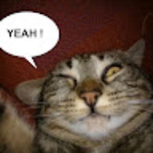 catsplayharryholmes avatar