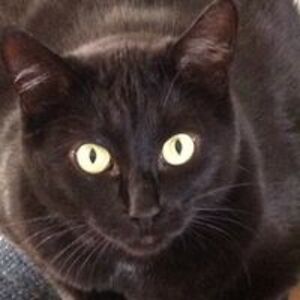 desmoulinveronica avatar