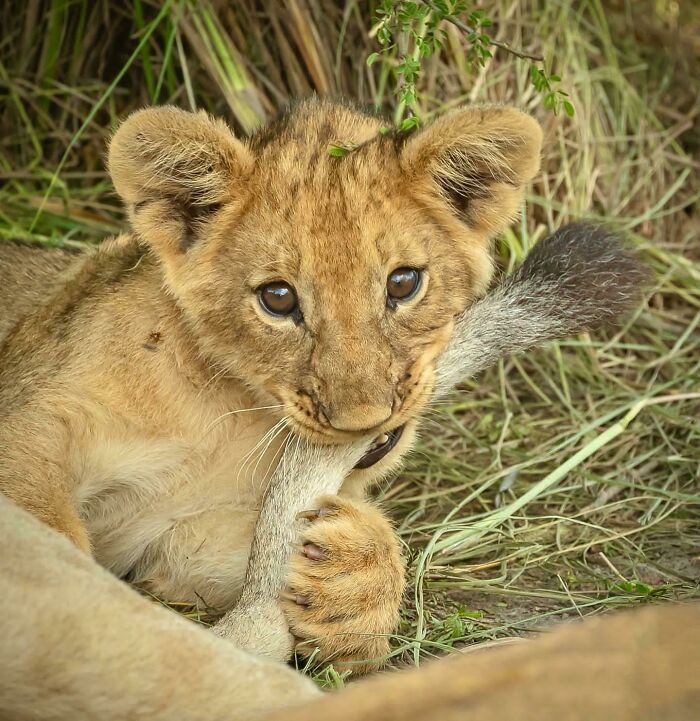 Chewing Mom's Tail Until She Pays Attention