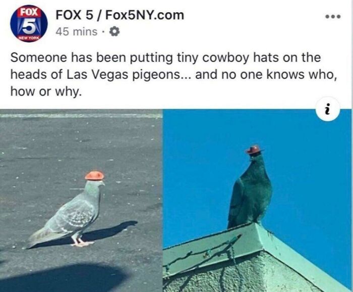 The Last Of The Eastern Pigeons