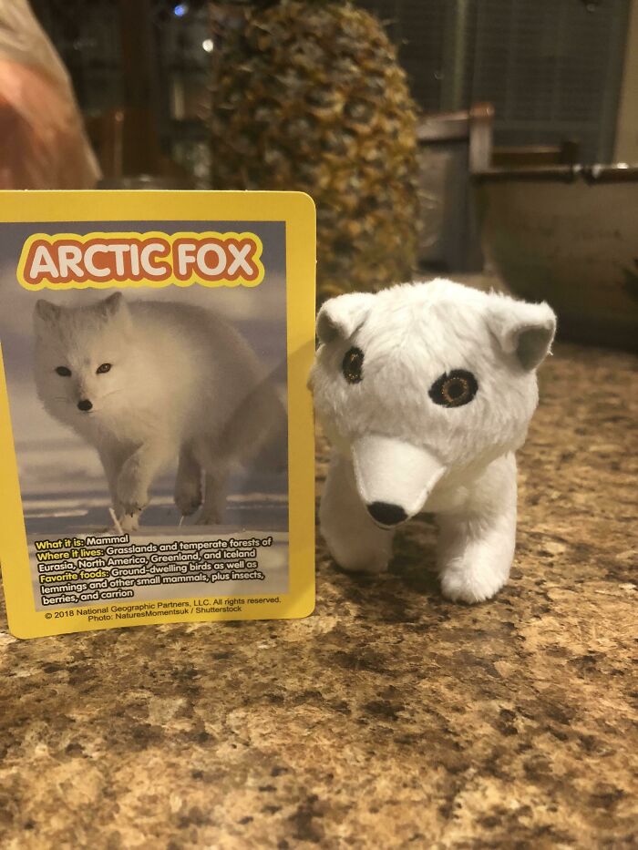 Small creepy toy Arctic fox with oddly large eyes placed next to an Arctic Fox animal card on a kitchen counter.