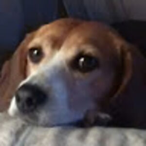 doloresdoherty avatar