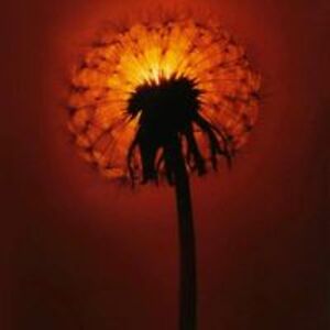 myersbeforeus avatar